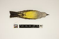 Tyrannus verticalis image
