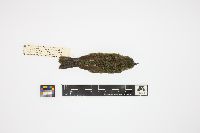 Dendroica caerulescens image