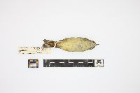 Dendroica caerulescens image