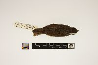 Image of Seiurus motacilla