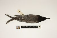 Image of Chlidonias niger