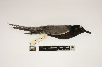 Chlidonias niger image