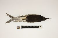 Chlidonias niger image