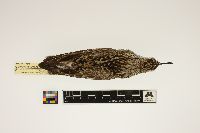 Image of Calidris fuscicollis