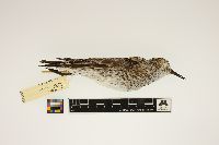 Calidris fuscicollis image