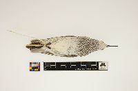 Calidris fuscicollis image