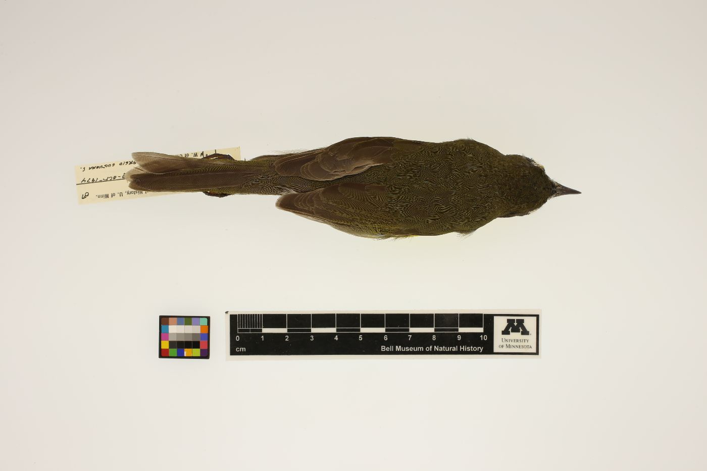 Icteria virens image