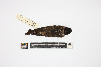 Media resource of Hirundo pyrrhonota