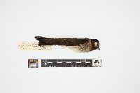 Hirundo pyrrhonota image