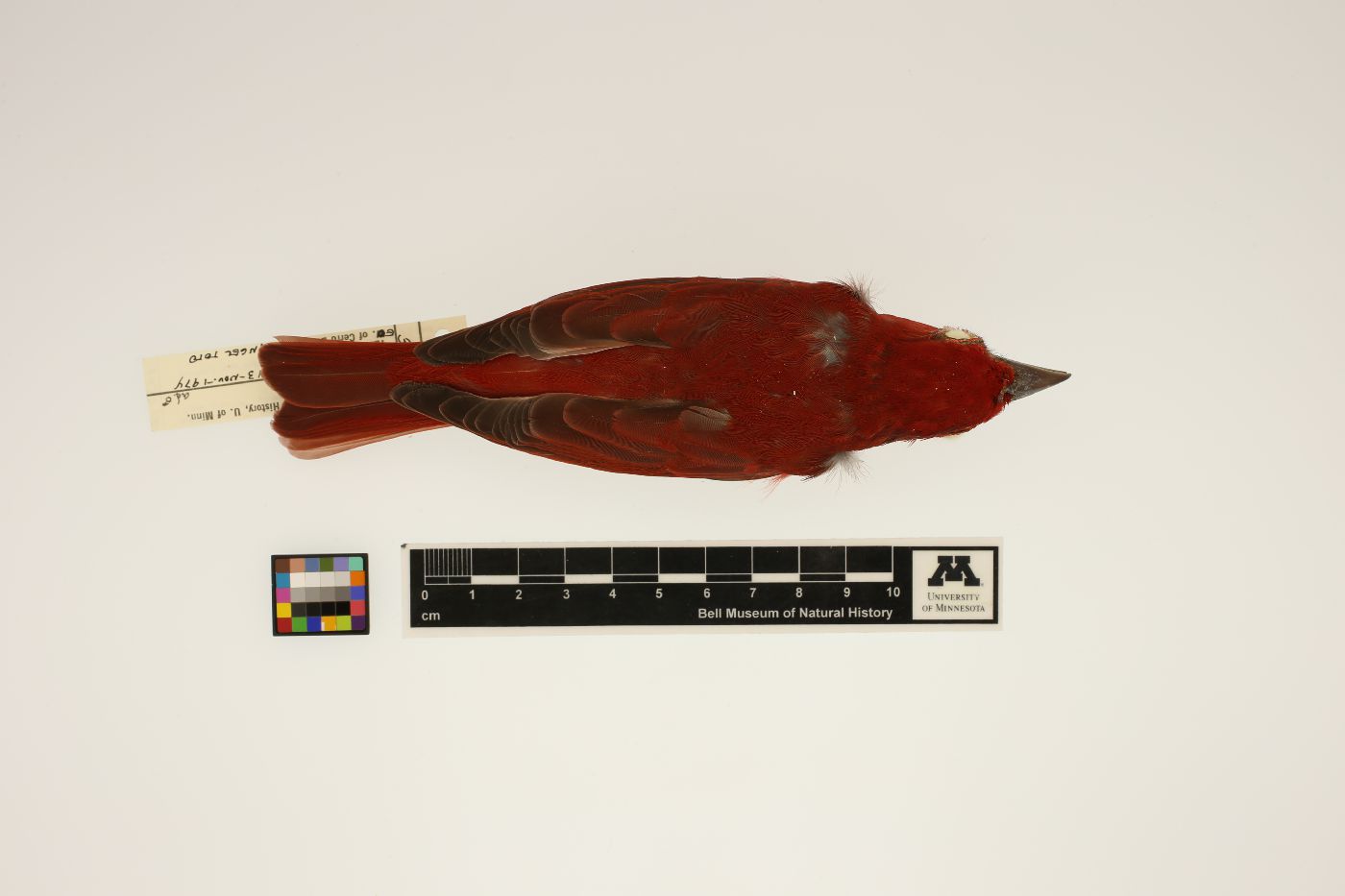 Piranga rubra image