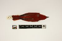 Image of Piranga rubra