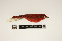 Piranga rubra image