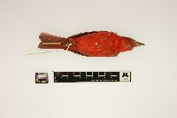 Piranga rubra image