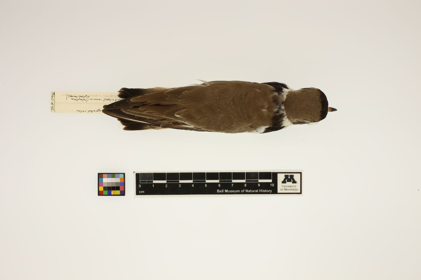 Charadrius semipalmatus image