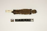 Media resource of Charadrius semipalmatus