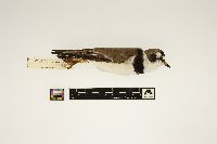 Charadrius semipalmatus image