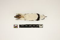 Charadrius semipalmatus image