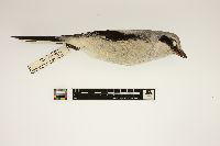 Lanius excubitor image