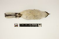 Lanius excubitor image
