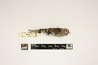 Acanthis flammea image