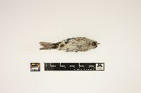 Acanthis flammea image