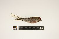 Acanthis flammea image