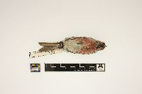 Acanthis flammea image
