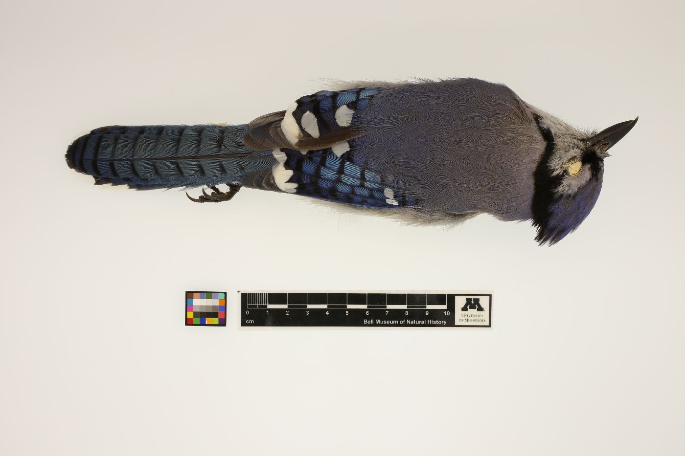 Cyanocitta cristata image