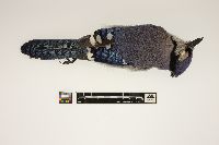 Cyanocitta cristata image