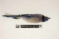 Cyanocitta cristata image