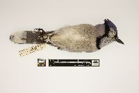 Cyanocitta cristata image