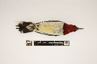 Melanerpes erythrocephalus image