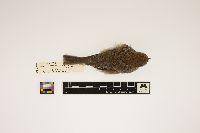 Media resource of Parus hudsonicus