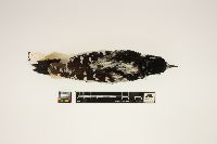 Picoides villosus image
