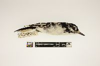 Picoides villosus image