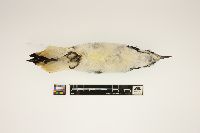 Picoides villosus image