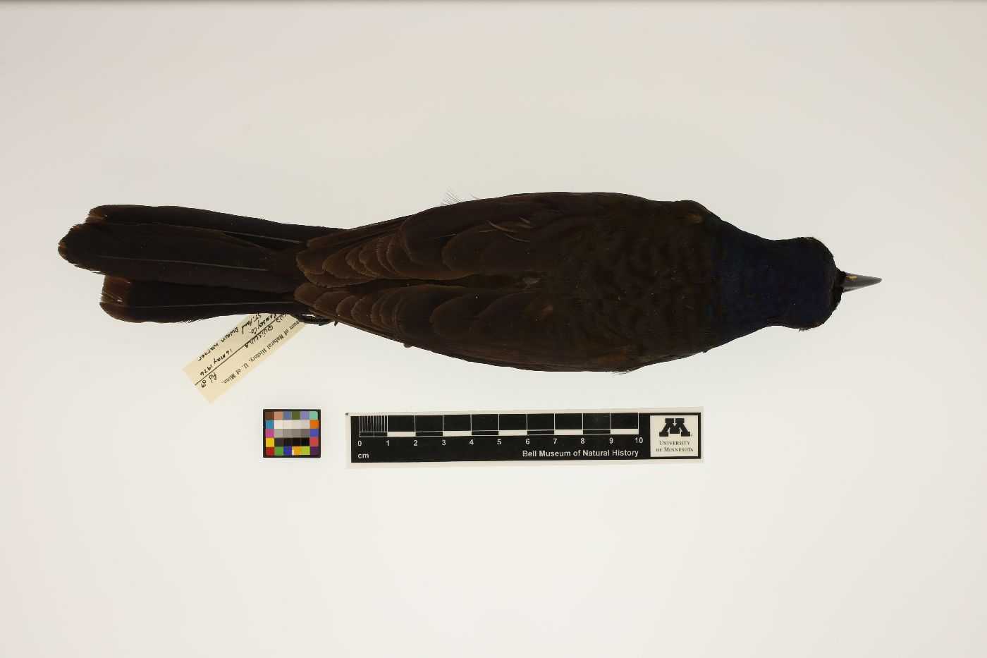 Quiscalus quiscula image