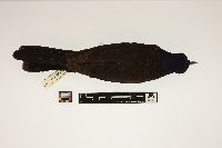 Image of Quiscalus quiscula