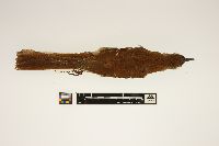 Toxostoma rufum image