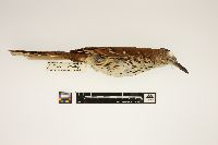 Toxostoma rufum image