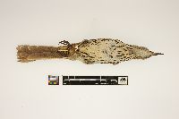 Toxostoma rufum image
