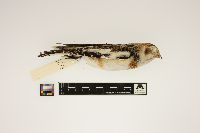 Plectrophenax nivalis image