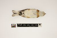 Plectrophenax nivalis image