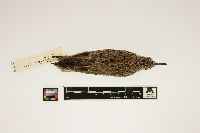 Image of Calidris pusilla