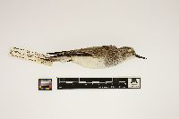 Calidris pusilla image