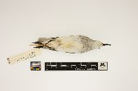 Calidris pusilla image