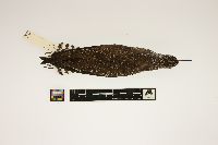 Image of Tringa solitaria