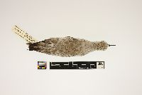 Image of Calidris alba