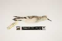 Calidris alba image