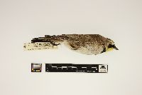 Eremophila alpestris image